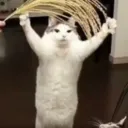The Cult Of The Cursed Cat