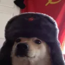 Comrade Doggos