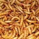 themealworm.store