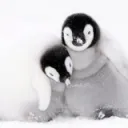 PengORGs Survivor Hub 🐧