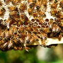 The Hive