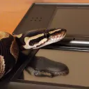 Hydra's Lair