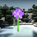 Allium(old)