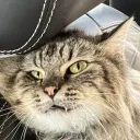 Cult of Tord Discord Server Icon