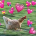 Wholesome chickens