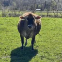 The Farm