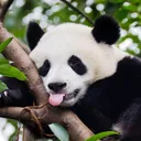 United Pandaz