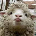 Sheep's Pen