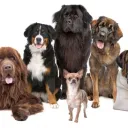 DOGGY DEN