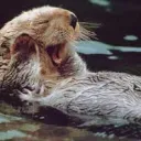 Otterland