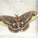 Insectica