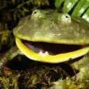 Frog Bog