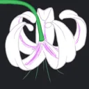 Ariadne Lily Garden