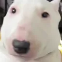 Cheechcord