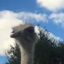 T,O