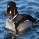 Quack Von