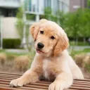 EC | Puppies Edition®