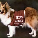 Gig Em