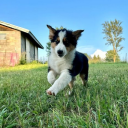 Xenon (Puppy enthusiast server) Discord server icon