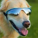 Watchdog Bot Support