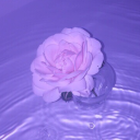 â™¡ P A R A D I S E â™¡ Server Icon