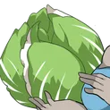 🥬lettuce🥬レタス🥬