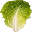 Lettuce Boltzmann's Salad Bar