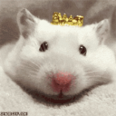 Meep Kingdom