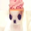 meow 18+ Discord Server Icon