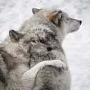 the Howling Pack