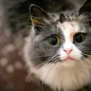 😺КОТЕ😺