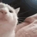 Fullparty Discord server icon