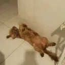 devaneio ignorante.