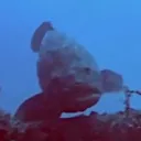 MORT TANK