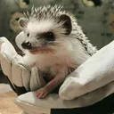 ハリタクの巣