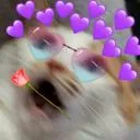 😺Catto Gang😺