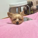 さくらん部屋