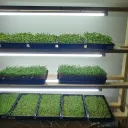 Microgreens & Hydroponics