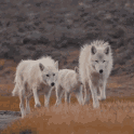 White x Wolves server icon