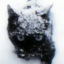 Icy Lounge | chat • social • chill • voice