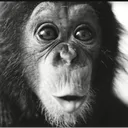 Monke