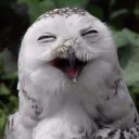 Nighthawk's Discord Server