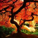 Maple's Corner
