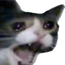 Catgirl Enthusiasts