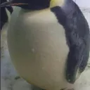 Antarctica