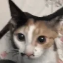 Cats of Twitter