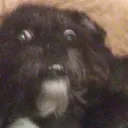 The Doggy Zone