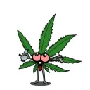 Marijuana