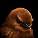 Сомнительный Каталог