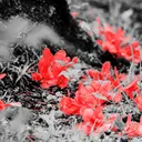 『花よ、麗しく君に咲け』
